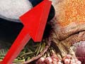 March inflation slows to 5.96 per cent, gives RBI room for rate cut: Experts
