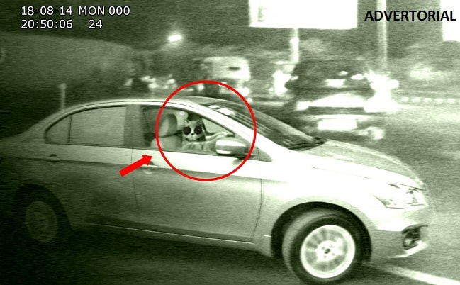Lady Faints at Traffic Light Spots Cat Driving a Car!