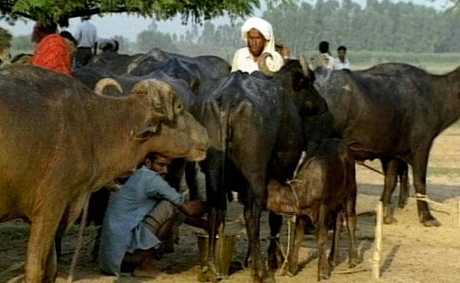 3 Booked on Charges of Cow Slaughter in Mumbai's Madanpura