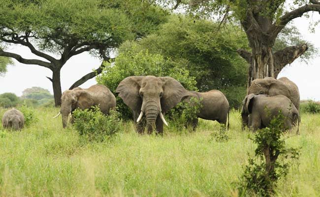 2 Tonnes Of Elephant Tusks Seized In Vietnam