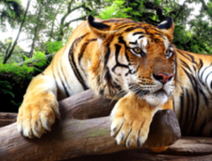 Tiger, Tiger. Huge Increase in India Numbers