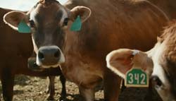 Toyota Shows How Their Car Runs on Cow Manure