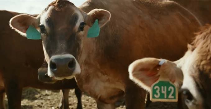 Toyota Shows How Their Car Runs on Cow Manure