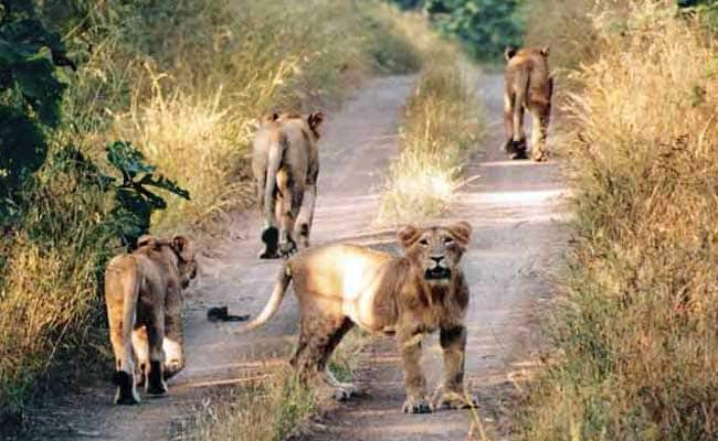 More Asiatic Lion Cubs Sighted in Gir Sanctuary in Gujarat