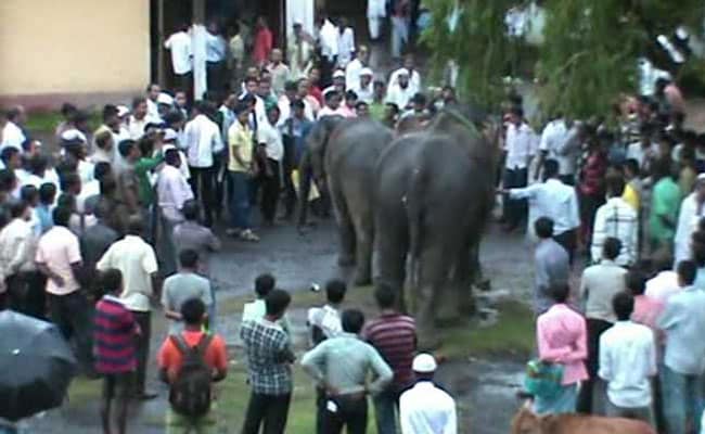 2 Elephants in an Assam Court in Cross-Border Custody Battle