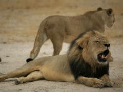US Launches Probe Into Killing of 'Cecil the Lion'