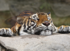 Dwindling Tiger Numbers: Are We Failing Our Big Cats?