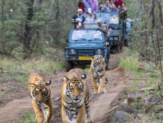 Are Tourism Resorts Fragmenting Tiger Landscape?