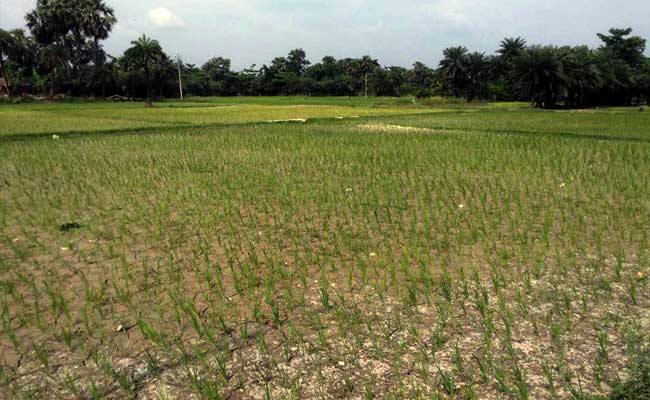 32 Per Cent Deficit in Monsoon, Bihar Faces Drought-Like Situation