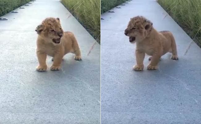 The Almost-Lion King: Cub Trying to Roar is the Cutest Ever