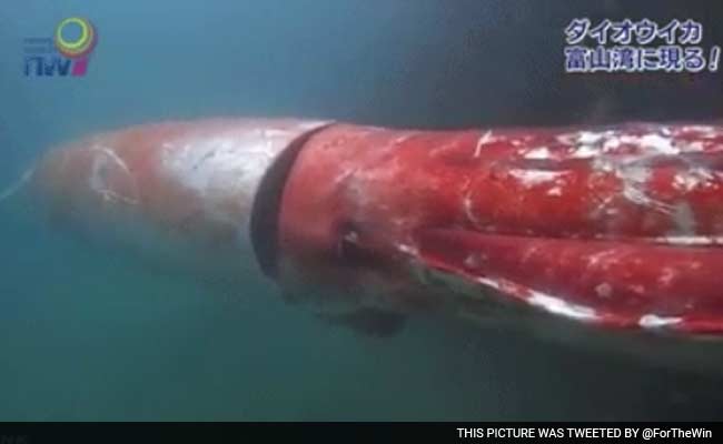 Giant Squid Makes A Rare Appearance In Japan