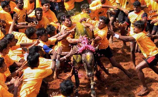 Image result for jallikaTTu real fight