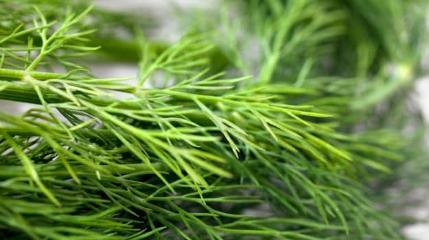 Parsley and Dill May Help Fight Cancer, Scientists Reveal