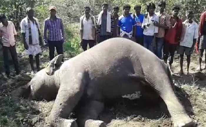 This incident took place on a day when temple elephants came to Coimbatore and the Nilgiris for a rejuvenation camp.