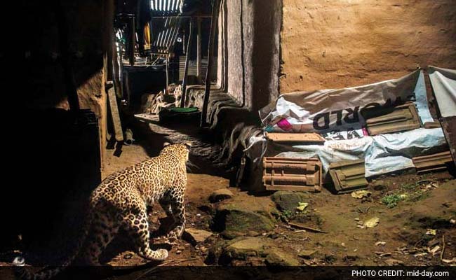 Hey MMRDA, Aarey Is A Forest And It Has Leopards. Here's Proof