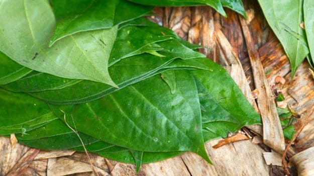 Indian Scientists Unlock the Health Benefits of Betel Leaf