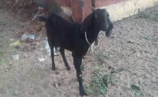 No, Seriously. A Goat Arrested, Then Gets Bail In Chhattisgarh.