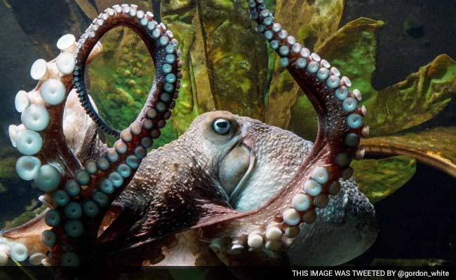 This Octopus, A Con-Artist, Escaped From Aquarium Into Ocean This Octopus, A Con-Artist, Escaped From Aquarium Into Ocean