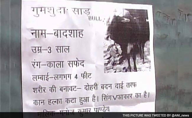 Uttar Pradesh Man Announces Rs. 50,000 Reward For Missing Pet Bull