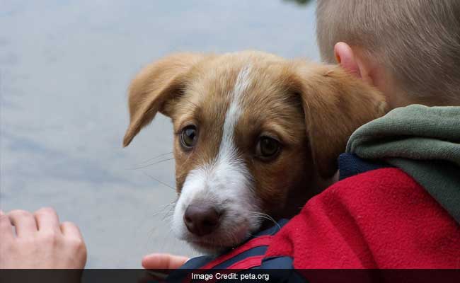 Kendriya Vidyalayas To Teach Students About Being Kind To Animals