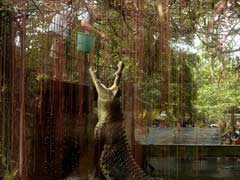 Australian Teen Escapes Crocodile By Punching It In The Head