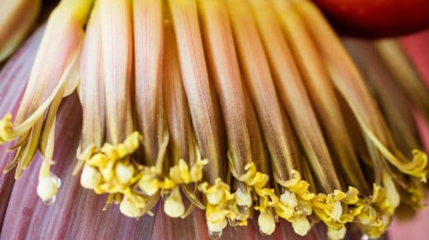 banana flower