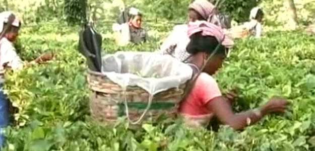 Tea prices are expected to firm up further during July-October.