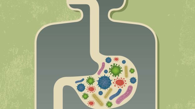 How a Healthy Gut Could Stop Obesity: Your Guide to Understanding Gut Bacteria