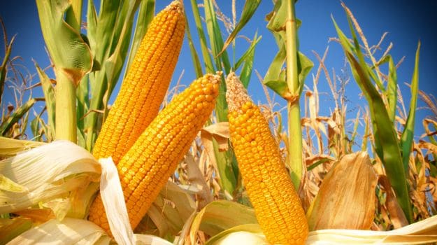 Soluble Corn Fibre Can Help Women Build Stronger Bones