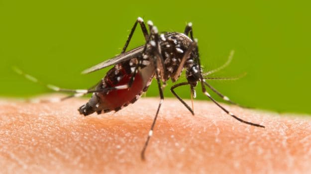 Prevent Dengue and Chikungunya by Warding off Mosquitoes Naturally