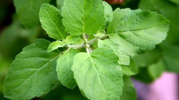 tulsi leaves for home remedies