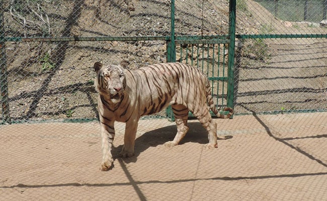 White Tiger Finds Home In Udaipur Zoo. But He Understands Only ... - NDTV