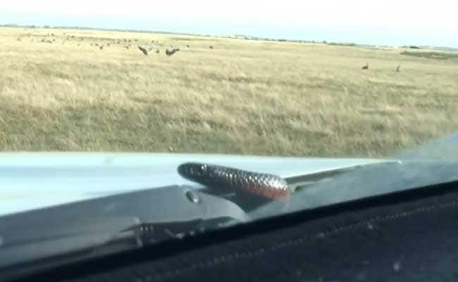 Fangs for the lift: Aussie driver surprised by hitch hiking snake