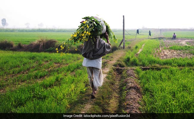 India's food production is expected to hit a record high