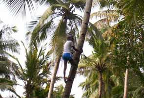 Kerala man has turned coconut plucking into a hi-tech job