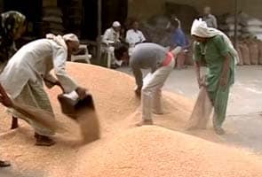 Food activists slam wheat export decision Food activists slam wheat export decision