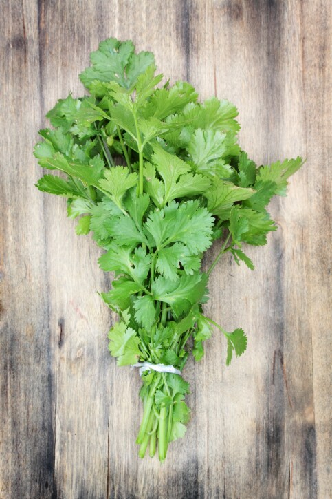 Blood Type Diet Coriander Leaves