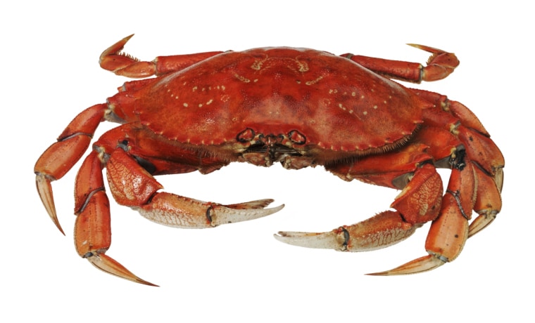 crab.jpg