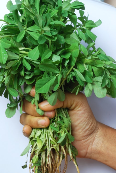 Fenugreek