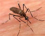 Symptoms of dengue