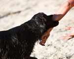 Dog bites can leave children with emotional scars