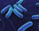 <i>E. coli</i> can have long-term effect on heart