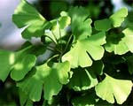 Ginkgo no help for heart