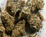 Charas (marijuana) linked to depression