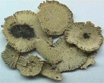 Cancer linked to certain herbs Cancer linked to certain herbs