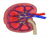 One kidney can do the job in adults