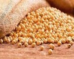 Soya protein lowers cholesterol levels