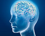 Sizes of key brain region and social network
