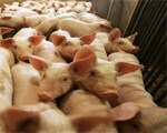 Swine flu death toll reaches 316 Swine flu death toll reaches 316