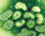 Pandemic flu still active: WHO
